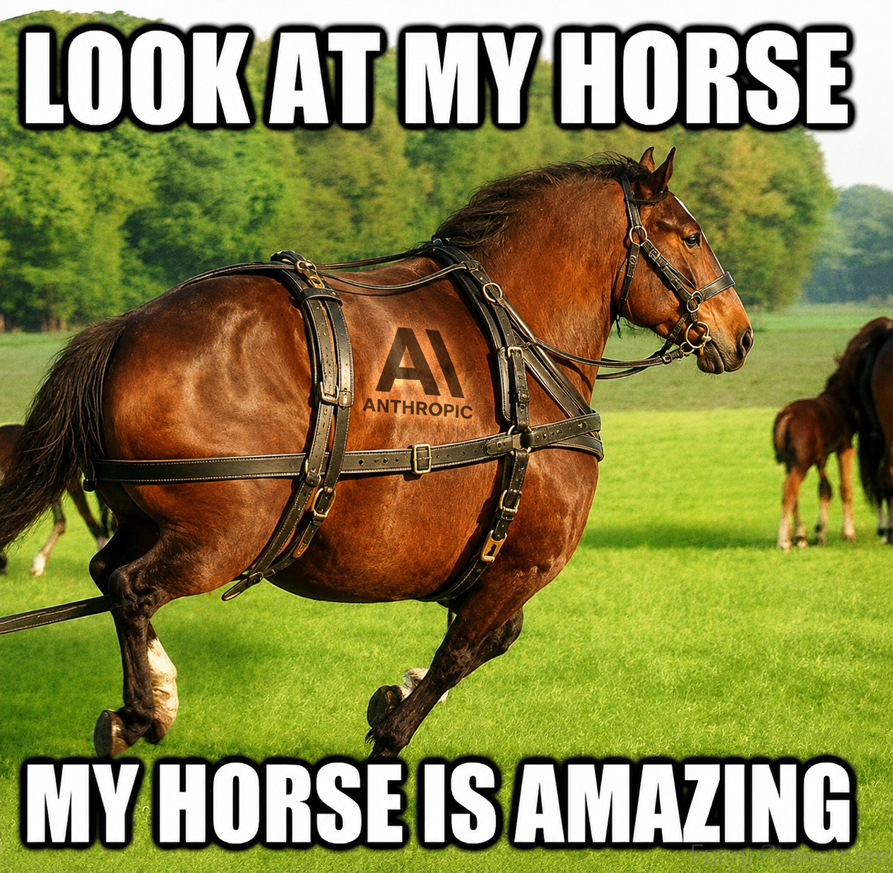 Look at my horse
